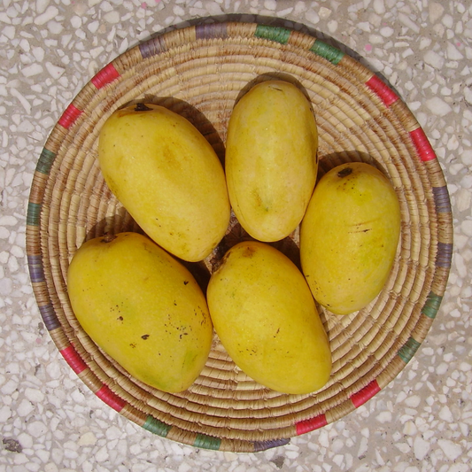 Chaunsa Mango Fruit Plant