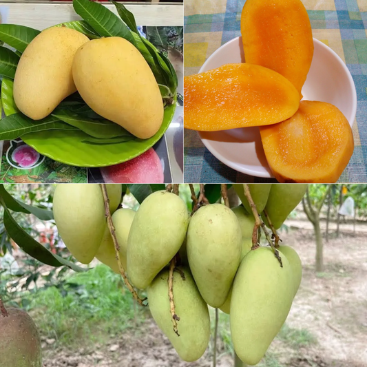 Chok Anan Mango Fruit Plant