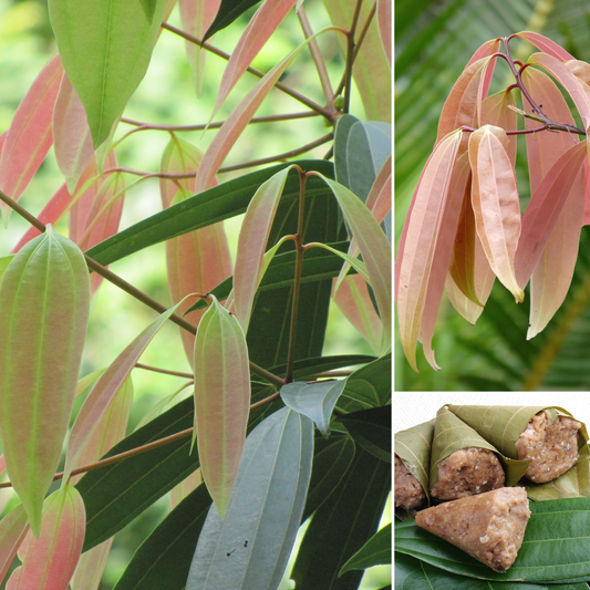 Vazhana Malabar Cinnamon Spice Plant