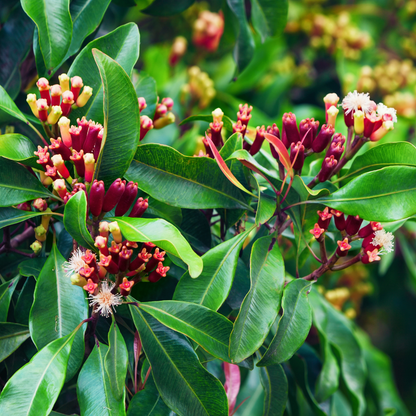 Clove Spice Plant