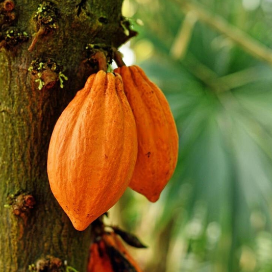 Orange Cocoa Chocolate Fruit Plant
