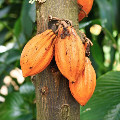 Orange Cocoa Chocolate Fruit Plant