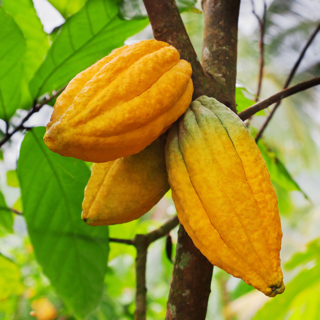 Yellow Cocoa Chocolate Fruit Plant