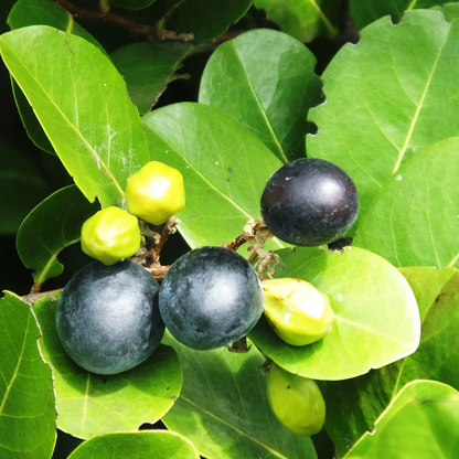 Black Cocoplum Fruit Plant