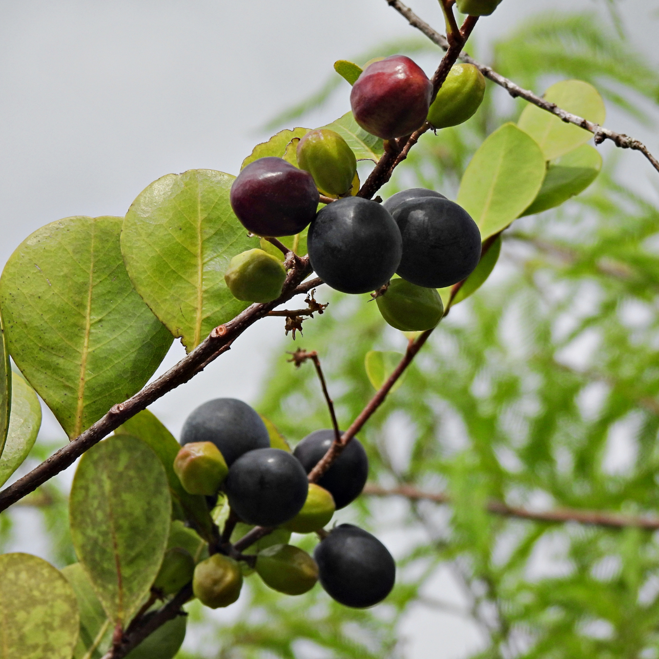 Black Cocoplum Fruit Plant