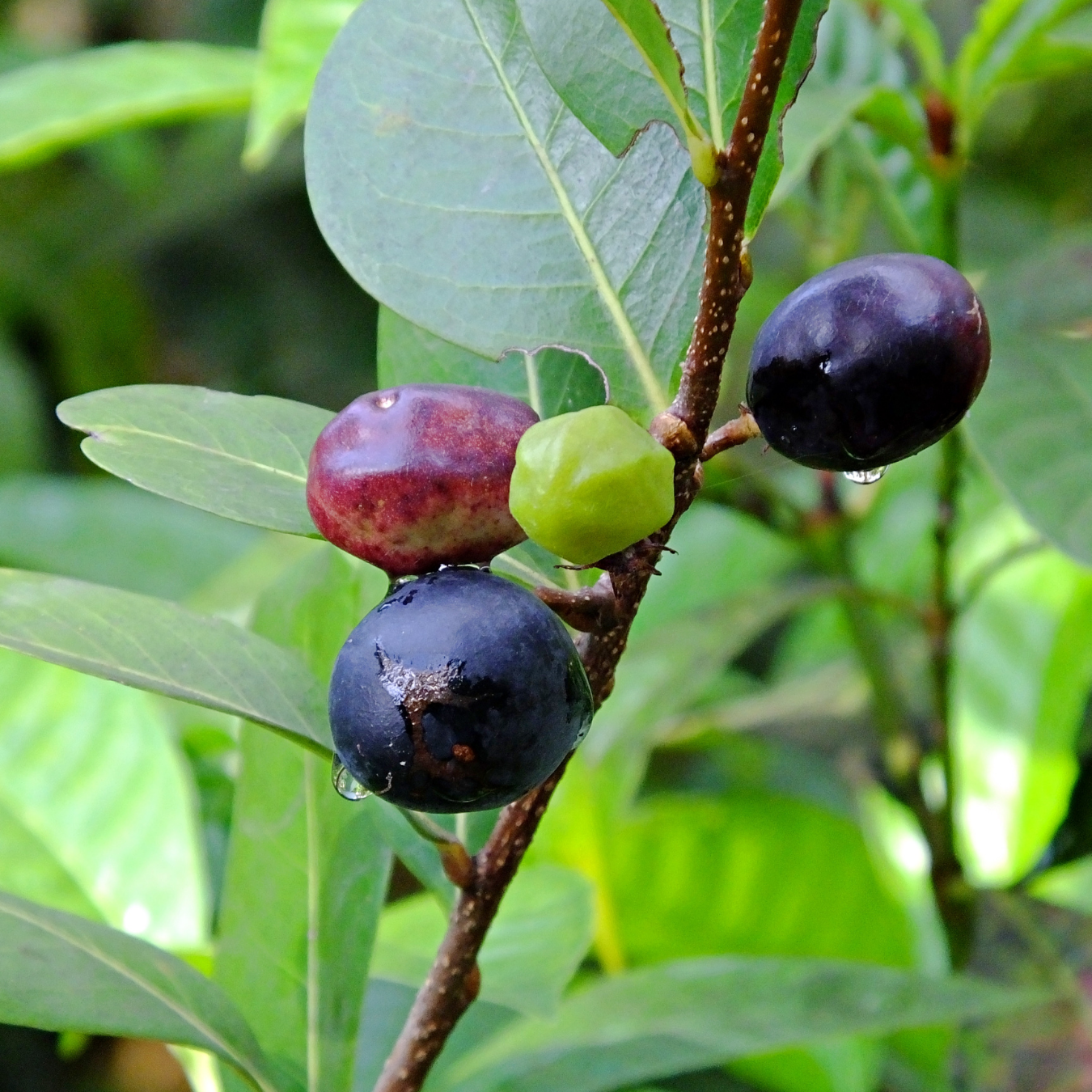 Black Cocoplum Fruit Plant