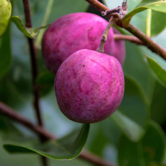 Pink Cocoplum Fruit Plant