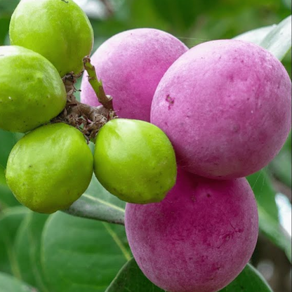 Pink Cocoplum Fruit Plant