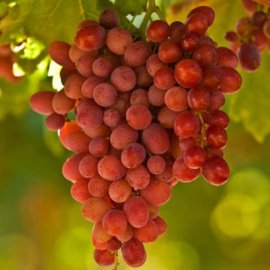 Crimson Seedless Grape Vine Plant