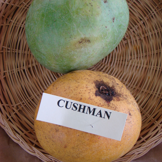 Cushman Mango Fruit Plant