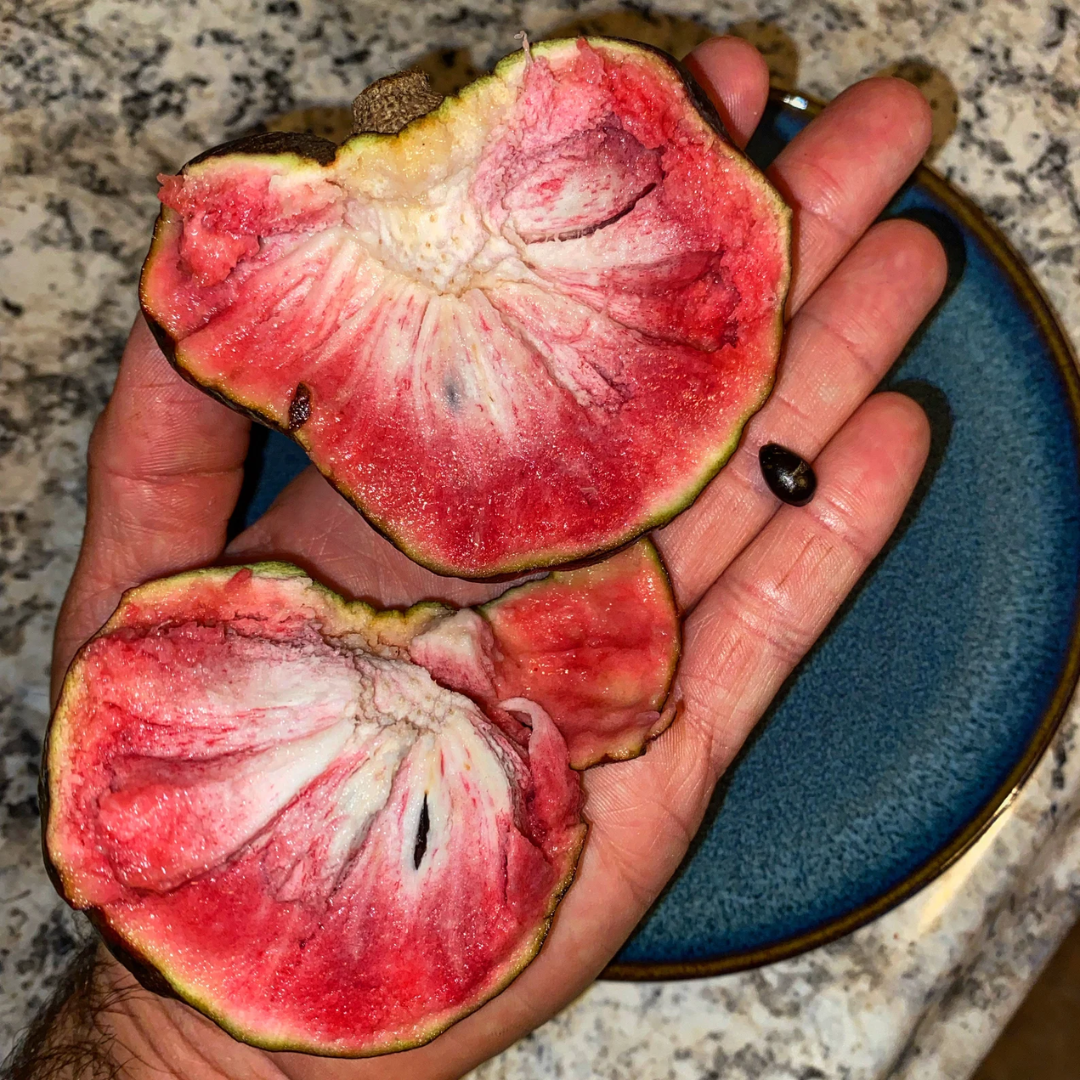 Red Flesh Custard Apple Fruit Plant