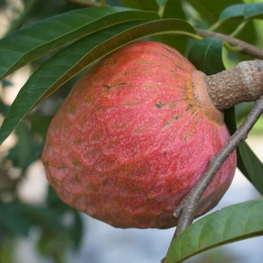Red Custard Apple Fruit Plant