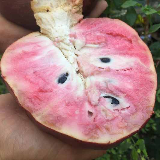 Red Flesh Custard Apple Fruit Plant