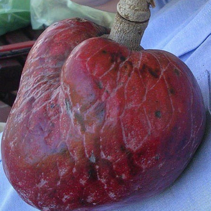 Red Flesh Custard Apple Fruit Plant