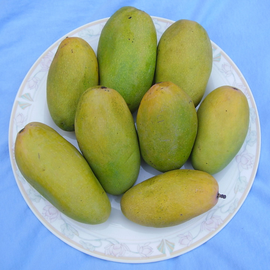Dasheri Mango Fruit Plant