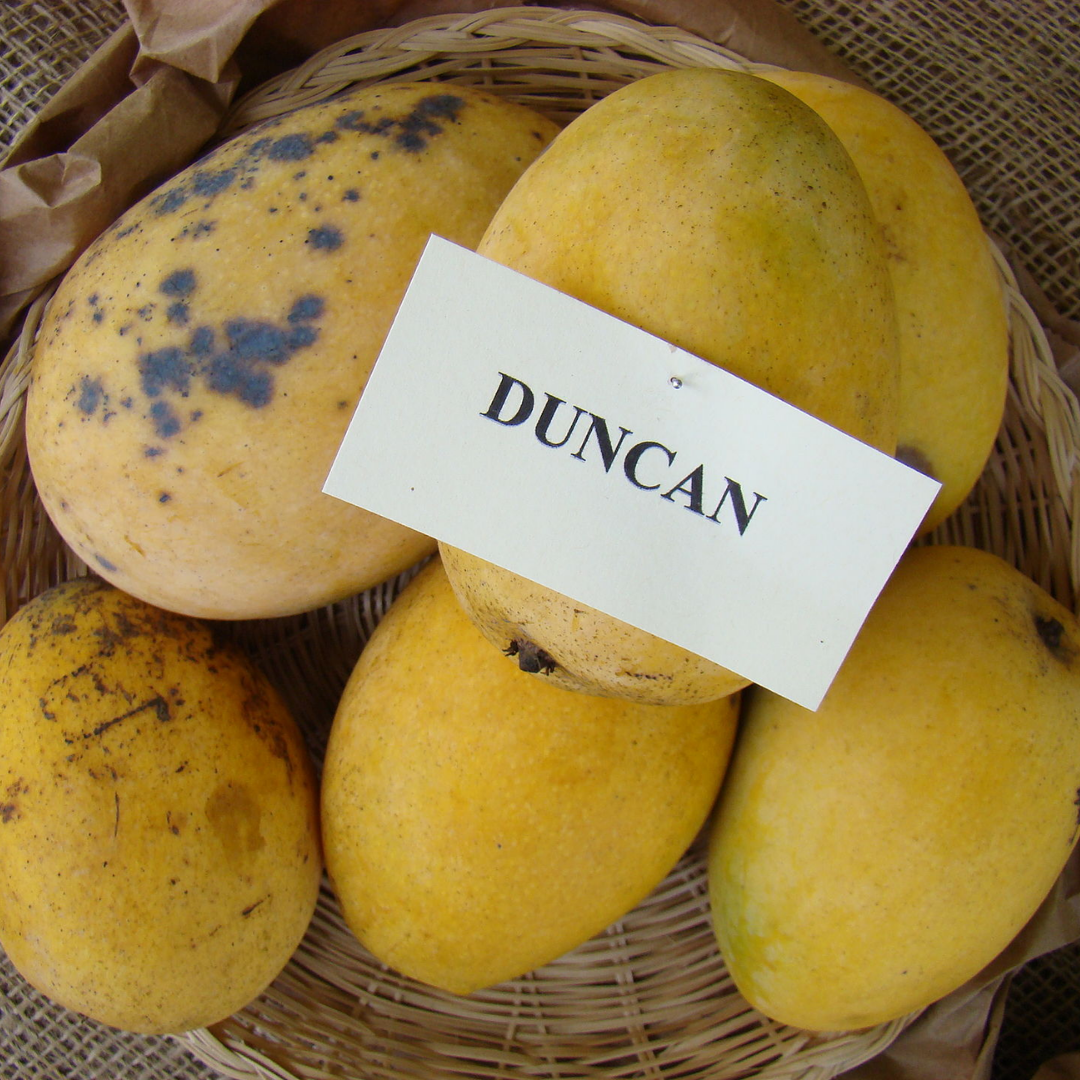 Duncan Mango Fruit Plant
