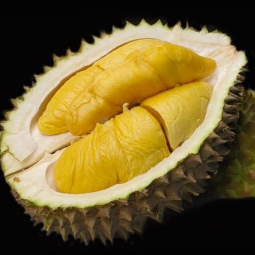 Black Gold Durian Fruit Plant