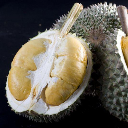 Black Pearl Durian Fruit Plant