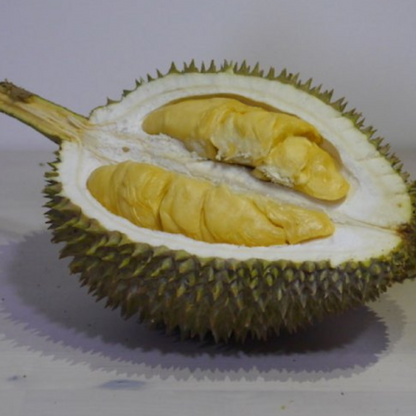 Black Pearl Durian Fruit Plant