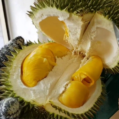 D101 Durian Fruit Plant