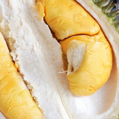 D101 Durian Fruit Plant
