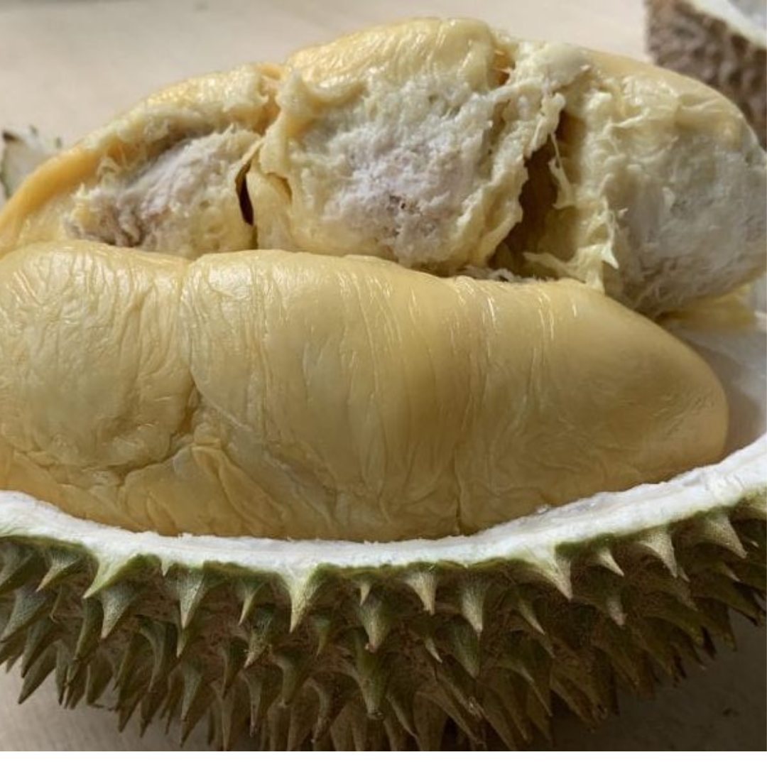 D24 Durian Fruit Plant