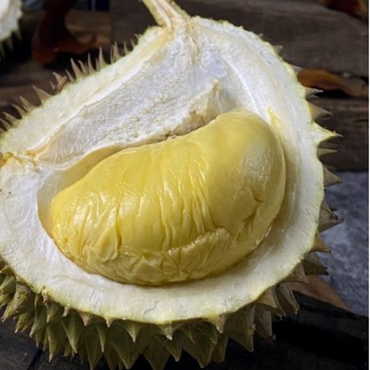 D24 Durian Fruit Plant