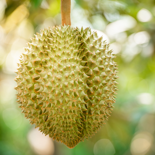 Dwarf Hybrid Durian Fruit Plant