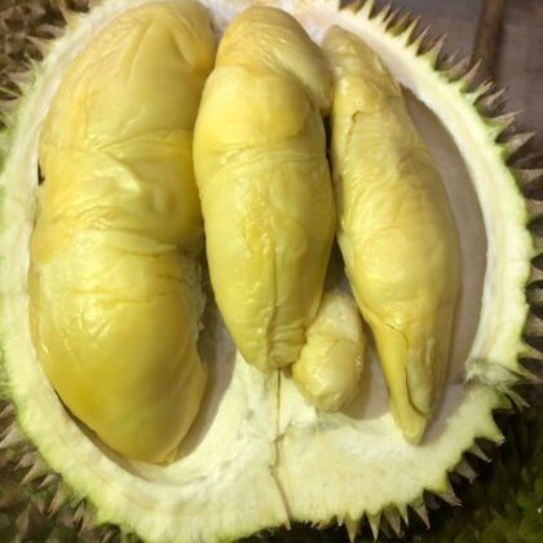Golden Phoenix Durian Fruit Plant