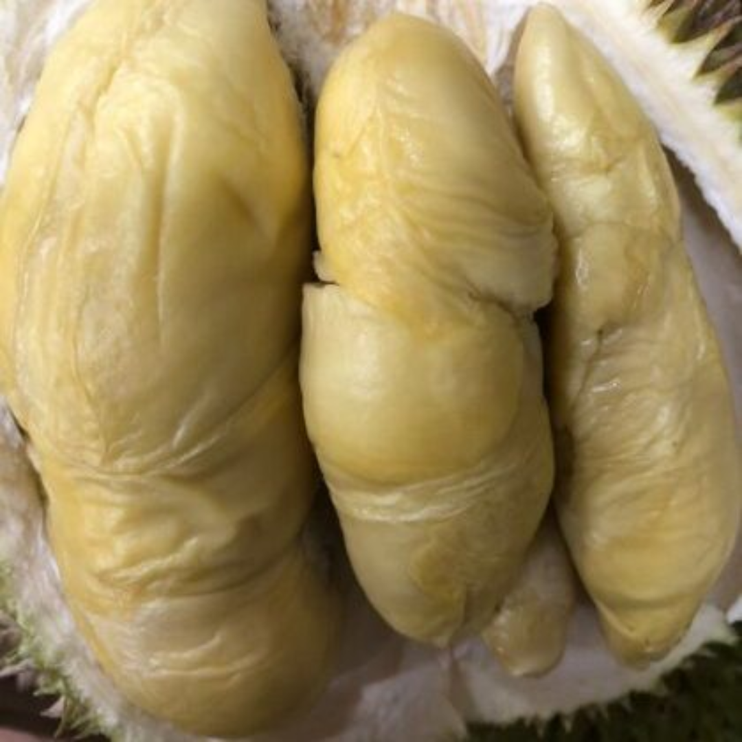 Golden Phoenix Durian Fruit Plant