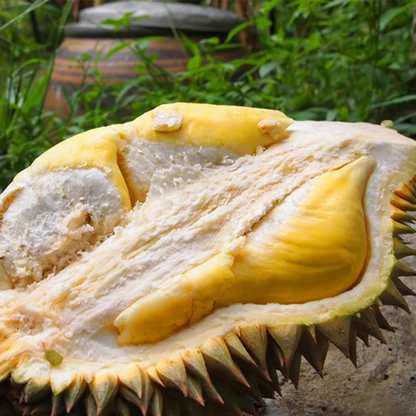 Nonthaburi Durian Fruit Plant