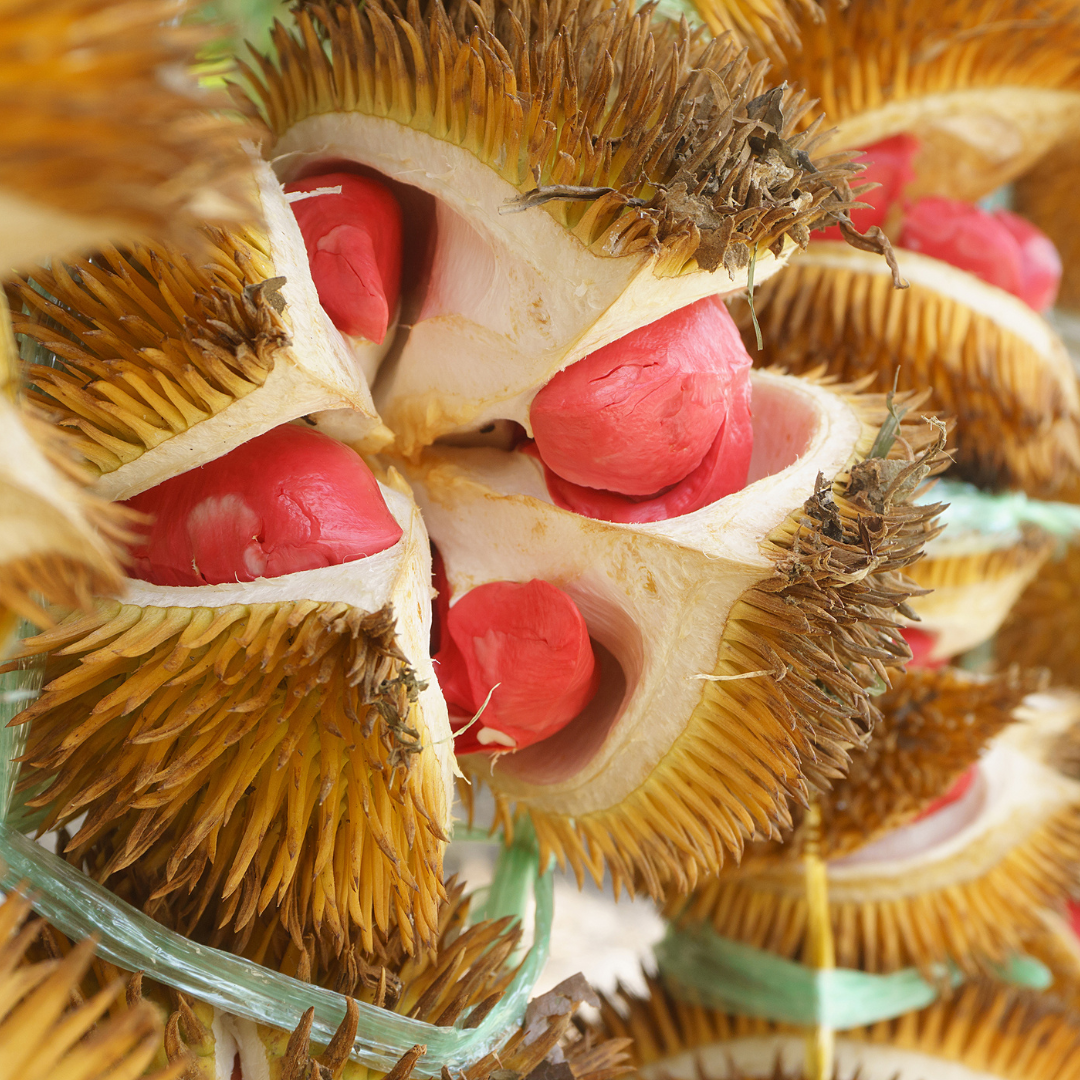 Red Prawn Durian Fruit Plant