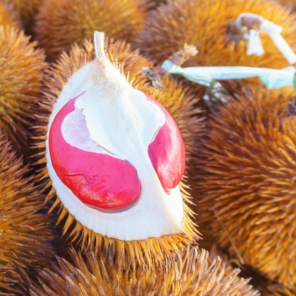 Red Prawn Durian Fruit Plant