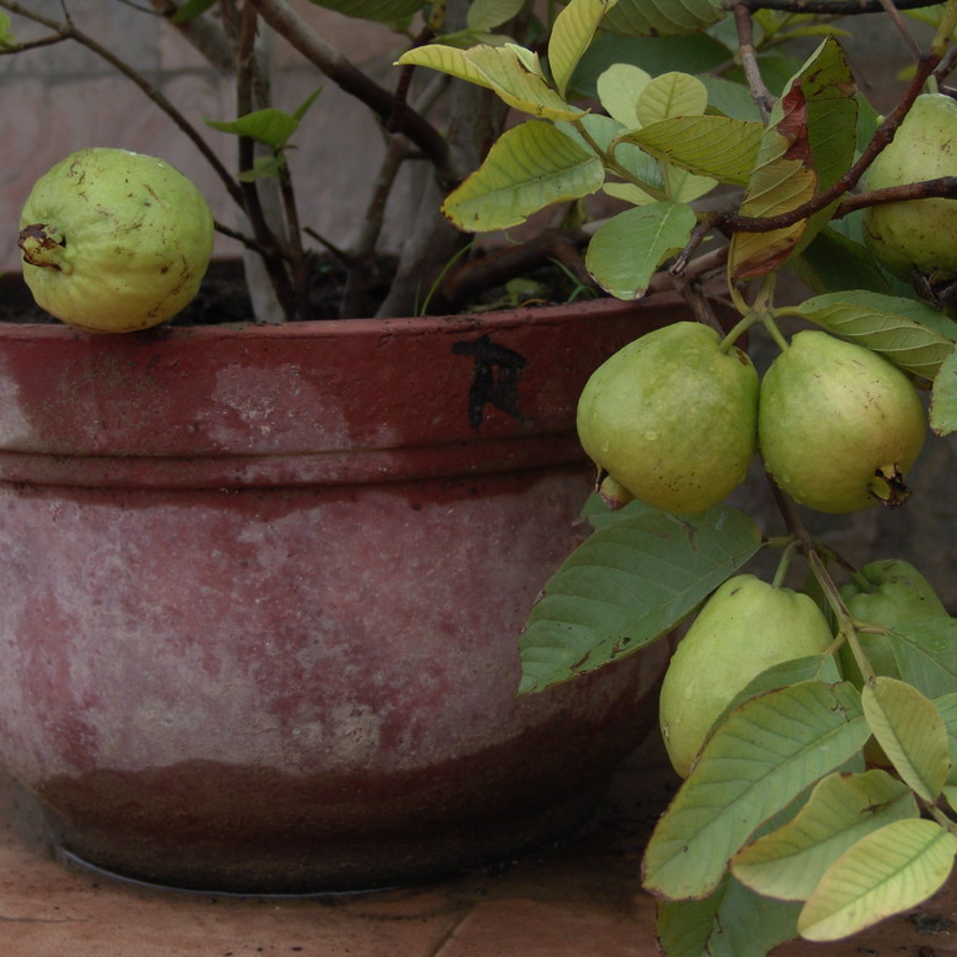 Dwarf Guava Fruit Plant