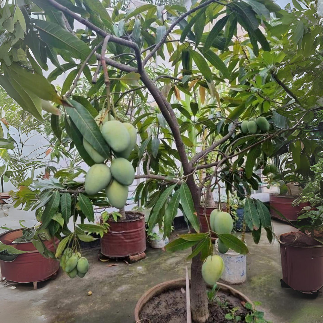 Thai Dwarf Green Mango Fruit Plant