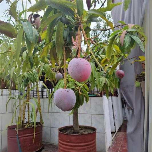 Thai Dwarf Red Mango Fruit Plant