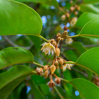Mimusops elengi Medicinal Plant