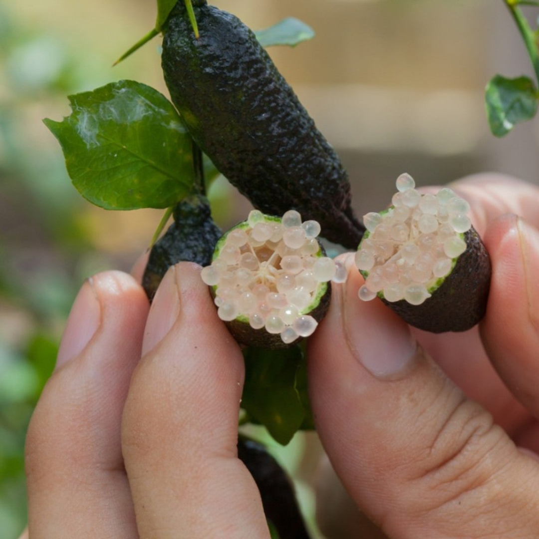 Black Australian Finger Lime Fruit Plant
