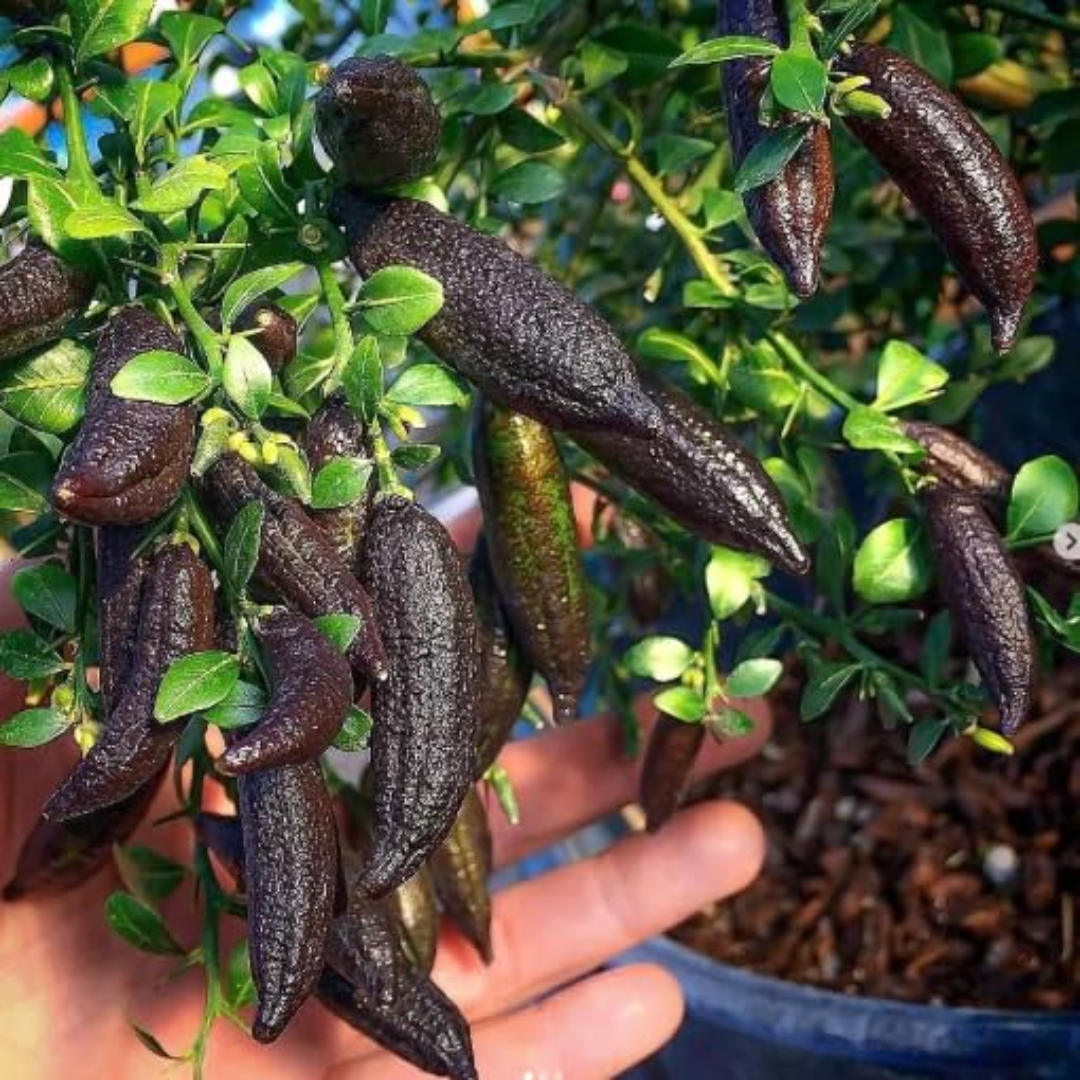 Black Australian Finger Lime Fruit Plant