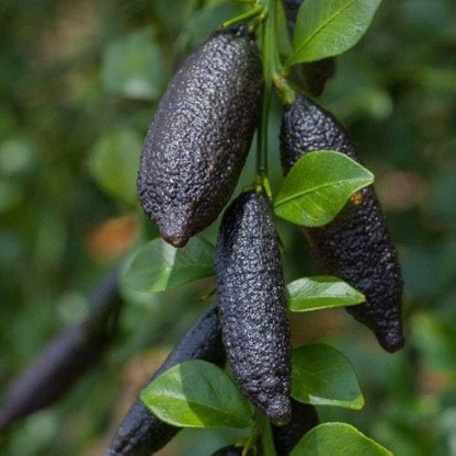 Black Australian Finger Lime Fruit Plant