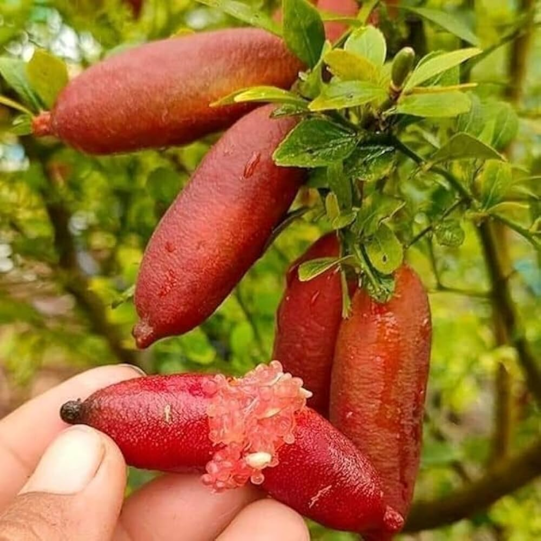 Red Australian Finger Lime Fruit Plant