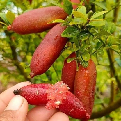 Red Australian Finger Lime Fruit Plant