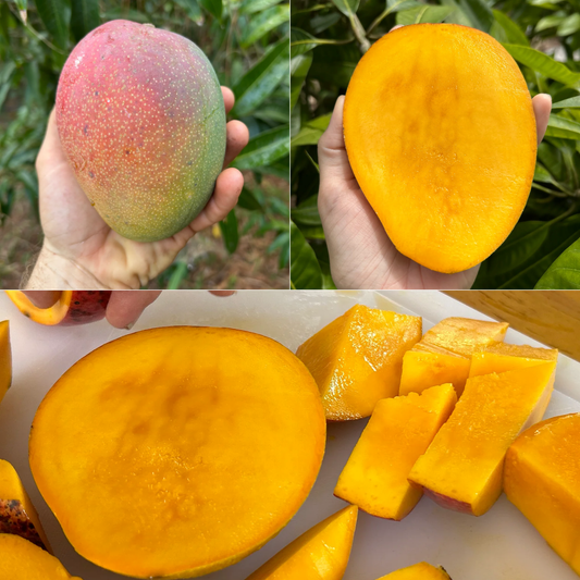 Fruit Punch Mango Fruit Plant