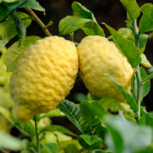 Ganapathy Lemon Fruit Plant