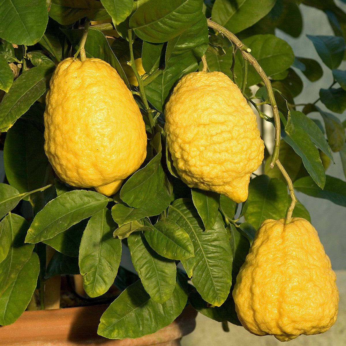 Ganapathy Lemon Fruit Plant