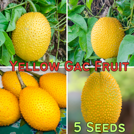 Yellow Gac Fruit 5 Seeds