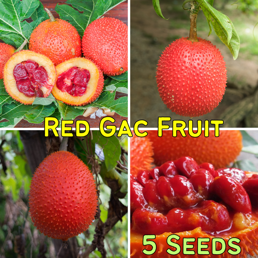 Red Gac Fruit 5 Seeds
