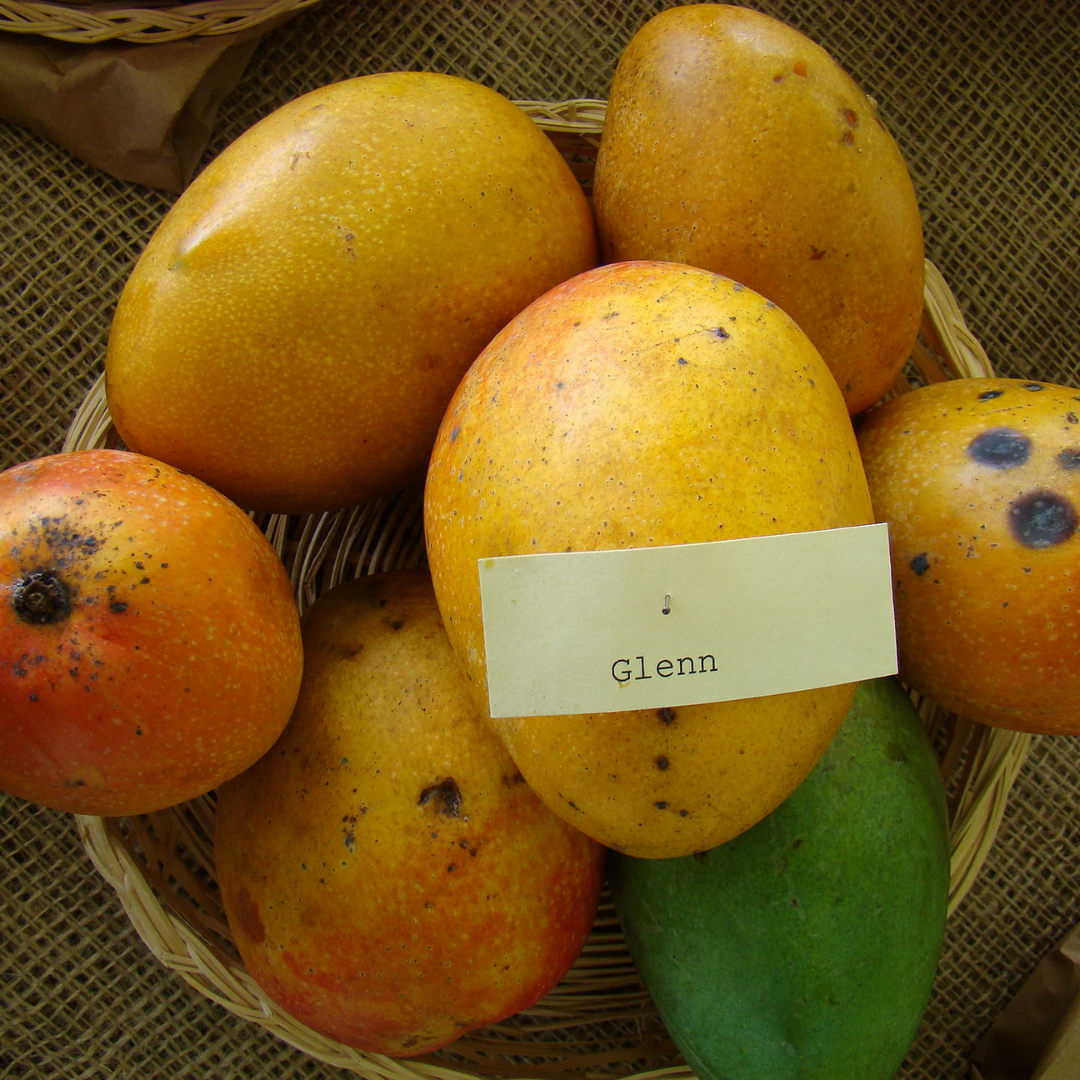 Glenn Mango Fruit Plant