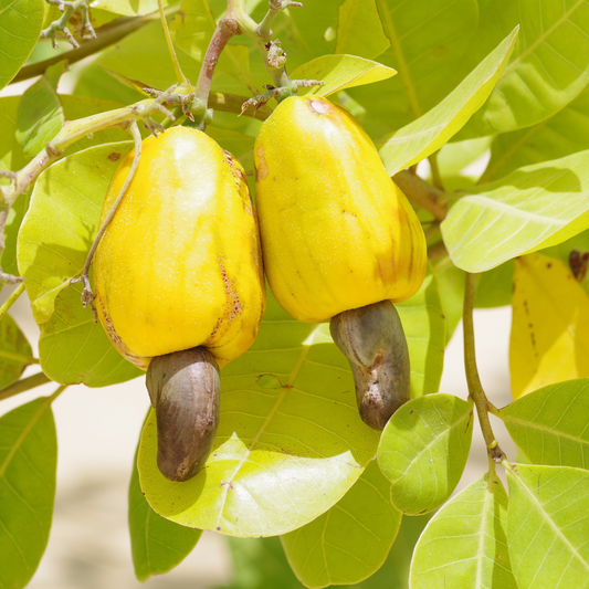 Golden Cashew Apple Plant