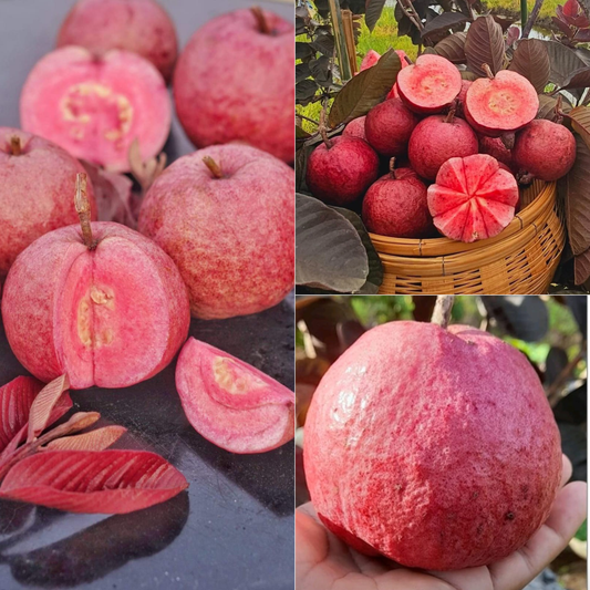 Black Diamond Fruit Plant